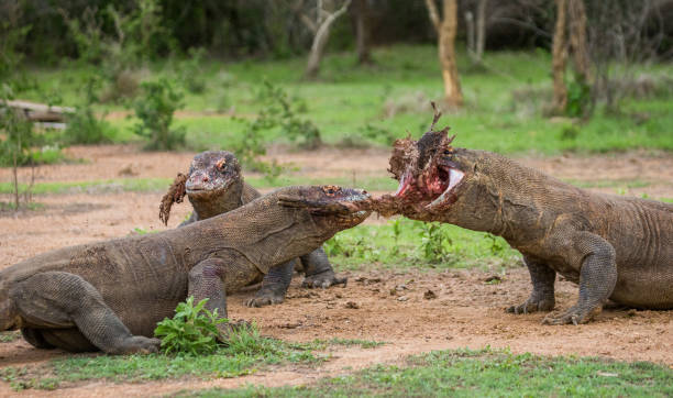 istock Komodo dragons eat their prey. 676522622