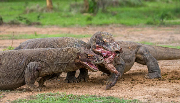 istock Komodo dragons eat their prey. 676522672