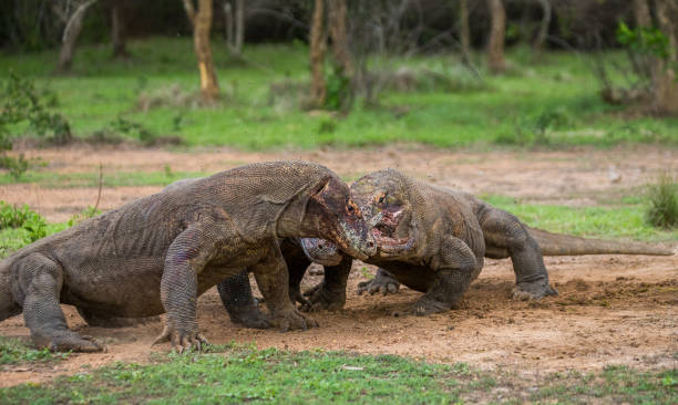 istock Komodo dragons eat their prey. 676527158