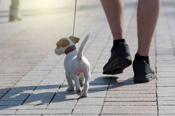 istock Man walking with a puppy in the city 676527254