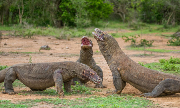 istock Komodo dragons eat their prey. 676527654