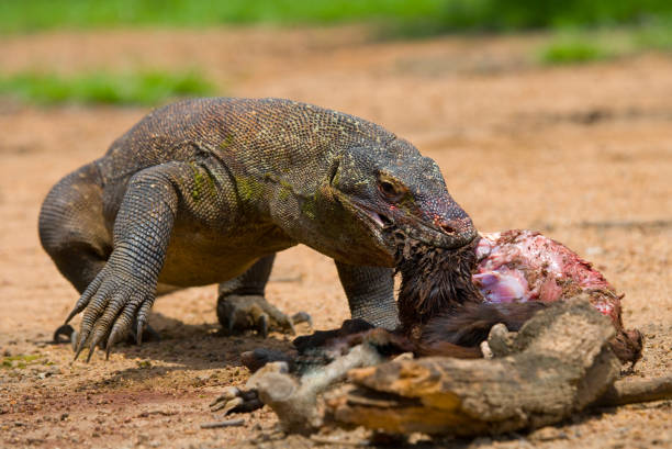 istock Komodo dragons eat their prey. 676528136