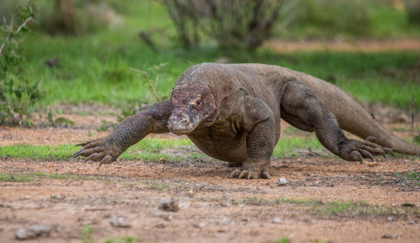 istock Komodo dragon is on the ground. 676528266
