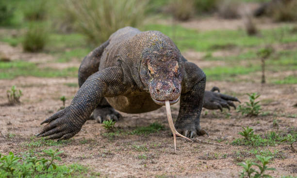 istock Komodo dragon is on the ground. 676529284