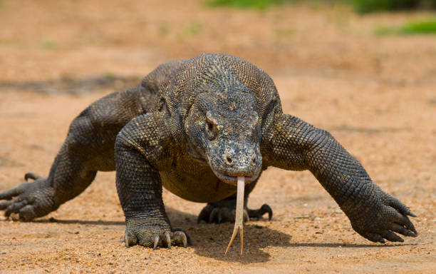 istock Komodo dragon is on the ground. 676530644