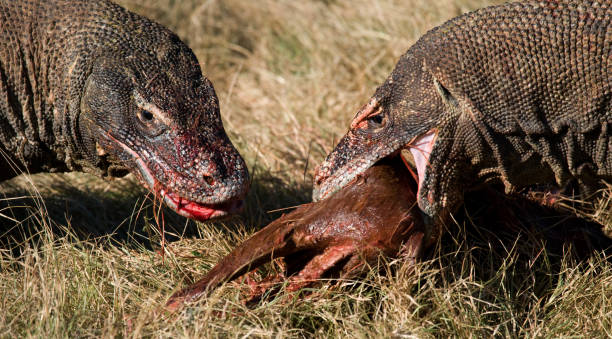 istock Komodo dragons eat their prey. 676531230