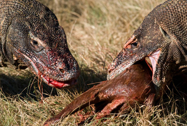 istock Komodo dragons eat their prey. 676536082