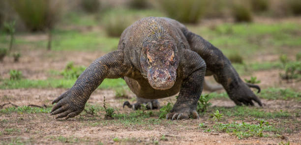 istock Komodo dragon is on the ground. 676539020