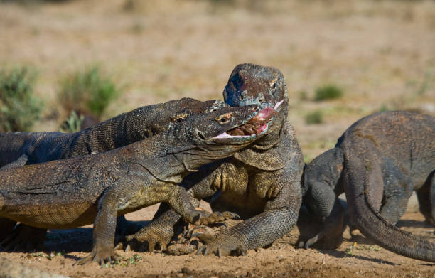 istock Komodo dragons eat their prey. 676540662
