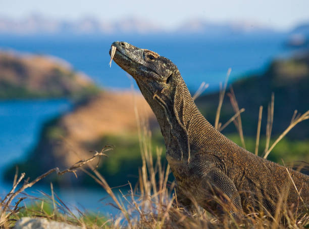 Komodo dragon sitting on the ground against the backdrop of stunning scenery. stock photo