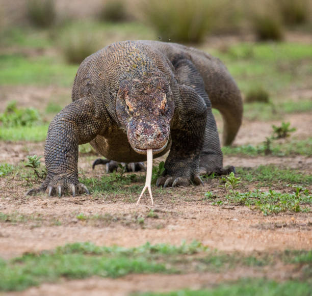 istock Komodo dragon is on the ground. 676540808