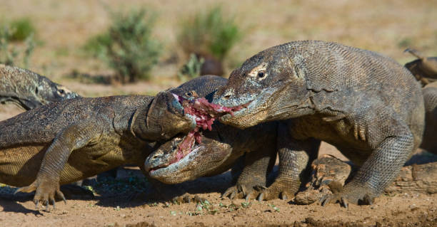 istock Komodo dragons eat their prey. 676540934