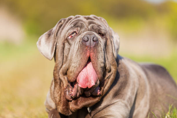 istock portrait of a Neapolitan Mastiff 676542128