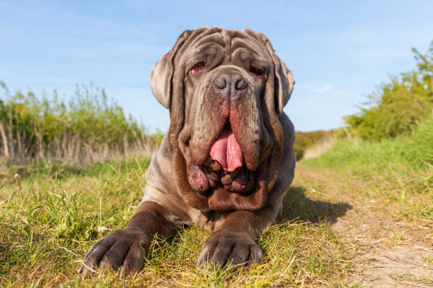 istock portrait of a Neapolitan Mastiff 676542144
