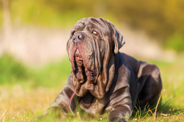 istock portrait of a Neapolitan Mastiff 676542190