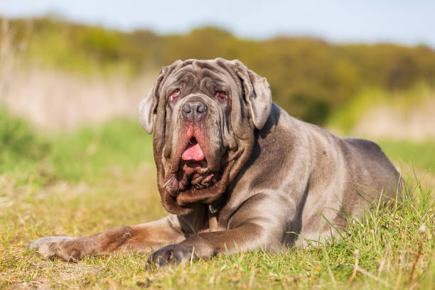 istock portrait of a Neapolitan Mastiff 676542238