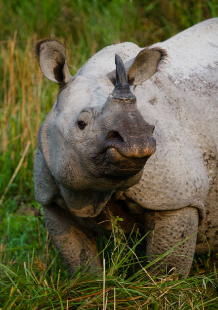 istock Wild Great one-horned rhinoceros is standing on the grass. 676543256
