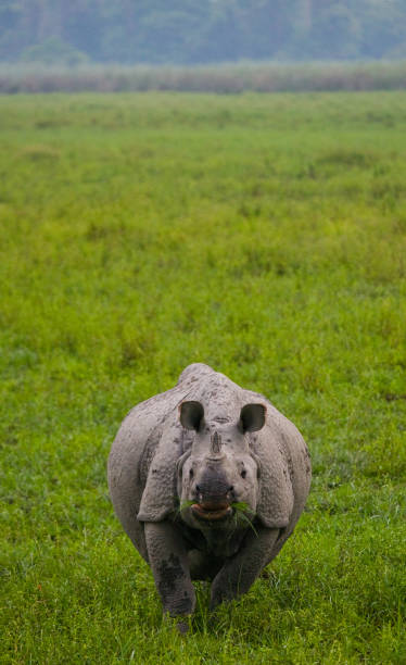 istock Wild Great one-horned rhinoceros is standing on the grass. 676543818