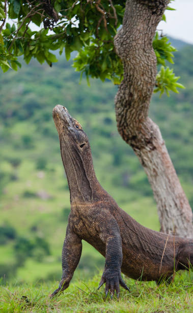 istock Komodo dragon is standing upright on their hind legs. 676544148