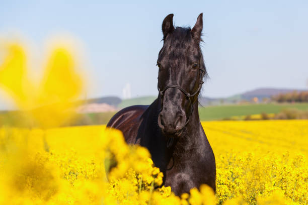 istock Friesian horse in a rape field 676555420