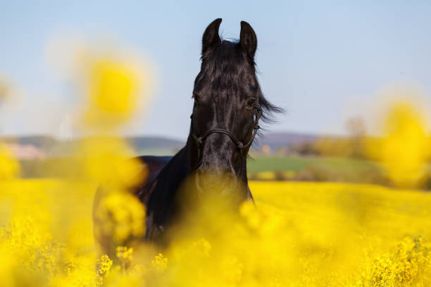istock Friesian horse in a rape field 676555438