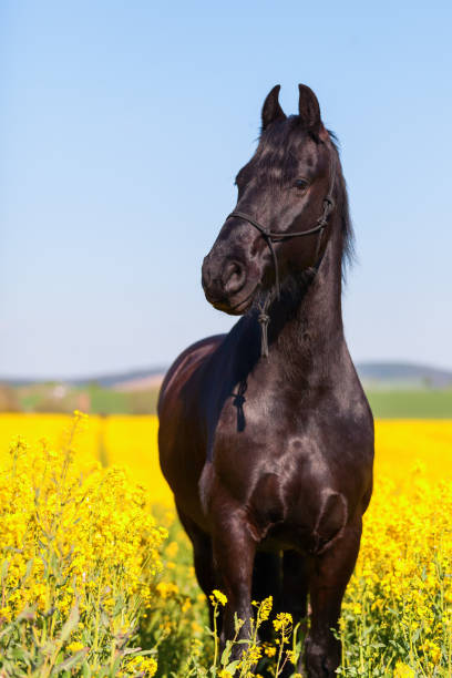 istock Friesian horse in a rape field 676555440