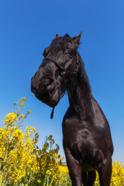 istock Friesian horse in a rape field 676555450