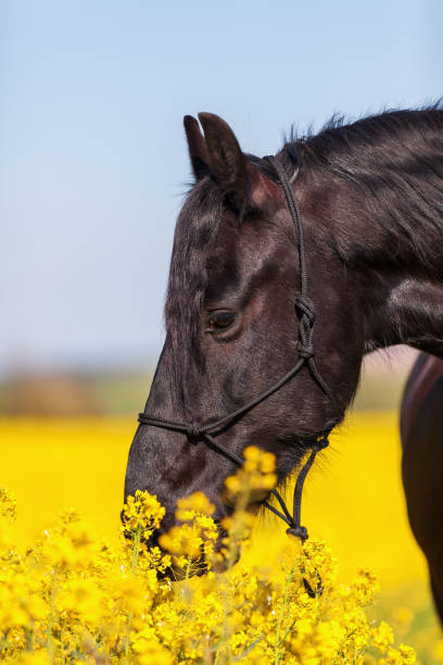 istock Friesian horse in a rape field 676555468