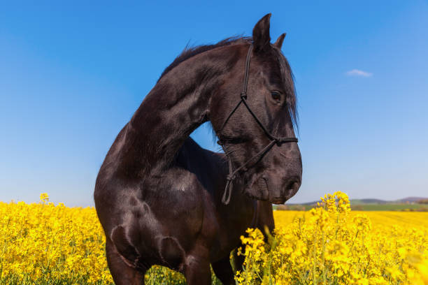 istock Friesian horse in a rape field 676555482