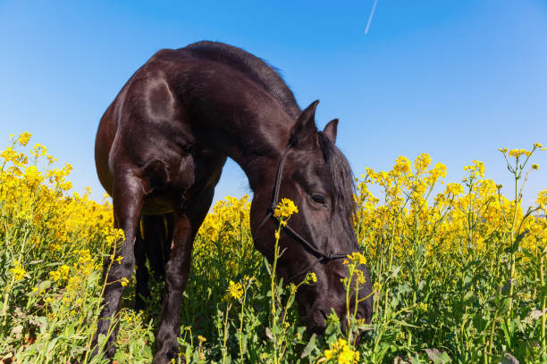 istock Friesian horse in a rape field 676555496