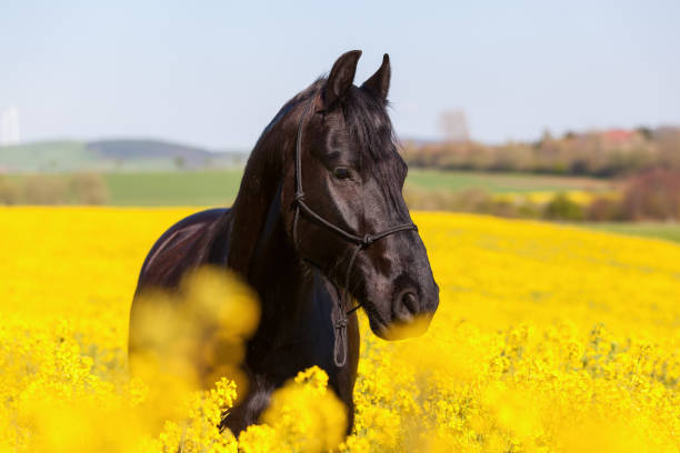 istock Friesian horse in a rape field 676555518
