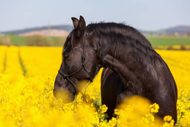 istock Friesian horse in a rape field 676555522