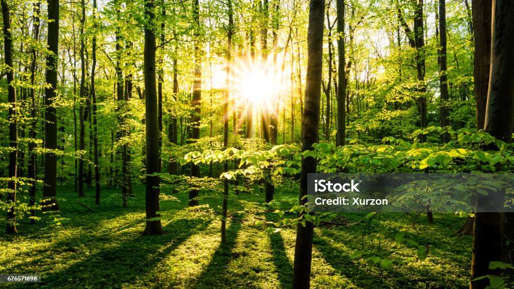 Sunset in the forest Beautiful forest at springtime with bright sun Sunbeam Stock Photo