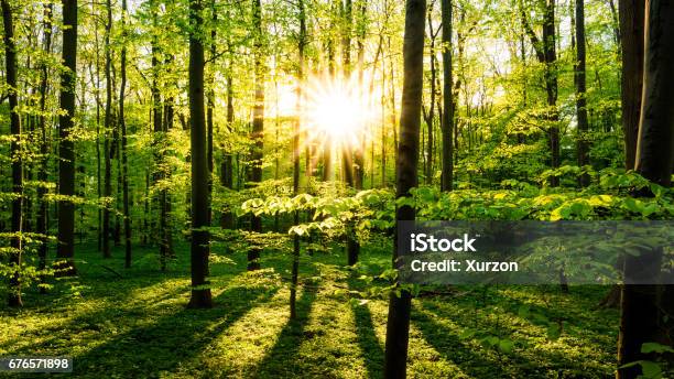 Sunset In The Forest Stock Photo - Download Image Now - Sunbeam, Tree, Beauty In Nature