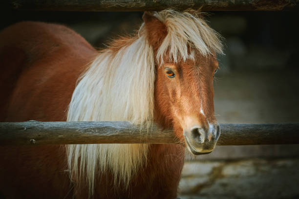 istock Portrait of Chestnut Pony 676579870