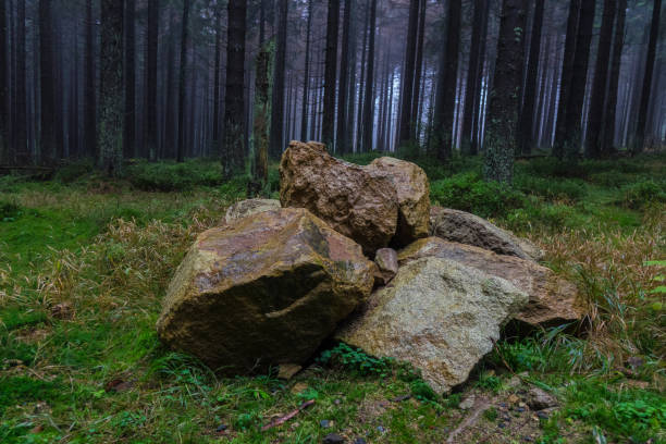 istock The old and autumn forest in Harz, Germany 676594154