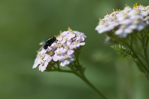 Very large beetle with long mustaches sits on the inflorescence of the cow grouse