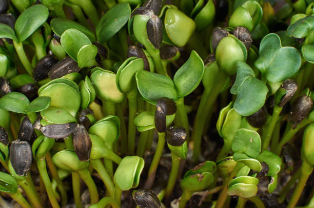 Young green sunflowers or helianthus seedlings stock photo