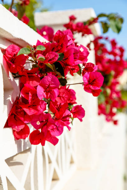 istock Shrubs Bougainvillea bloom against a white stone wall. Summer, Spain, hot. 676597346