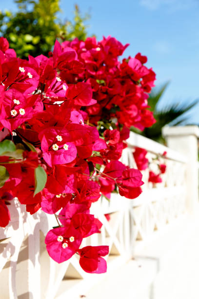 istock Shrubs Bougainvillea bloom against a white stone wall. Summer, Spain, hot. 676598658