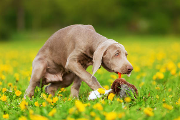 weimaraner soft toy