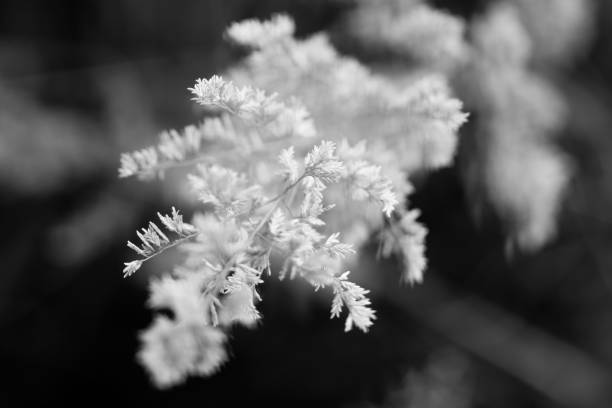 istock Grass seeds close up, black and white 676621000