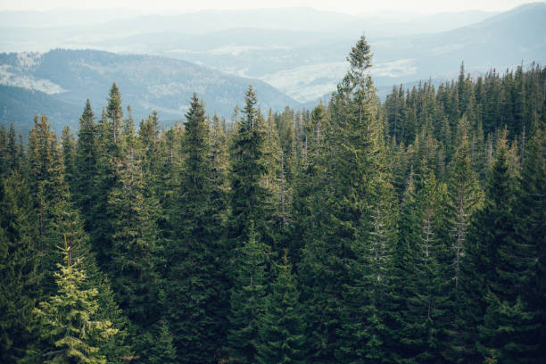 istock Forest of pine in the mountains 676635218
