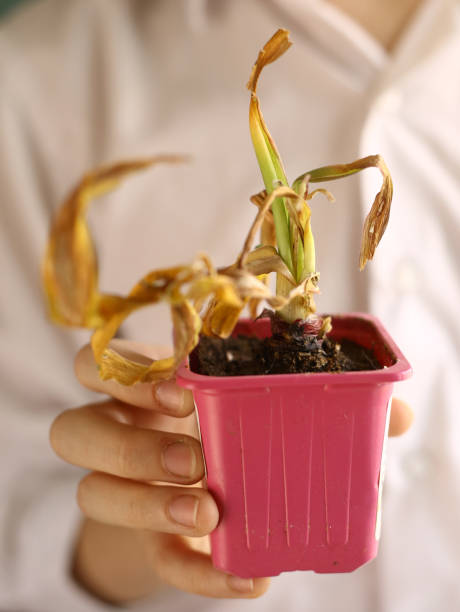 istock pot plant withered in kids hands close up photo 676647028