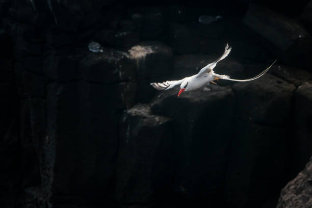 istock Red-billed tropicbird at Galapagos islands 676670742