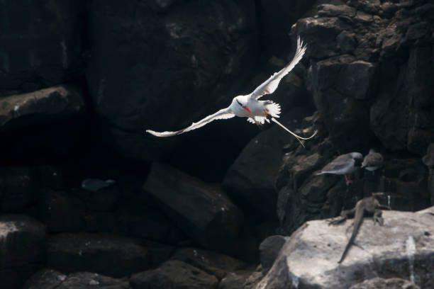 istock Red-billed tropicbird at Galapagos islands 676671848