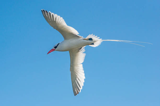 A red-billed tropicbird (Phaethon aethereus) flying and hunting at a cliff. South Plaza at the Galapagos Islands in the Pacific Ocean. Wildlife shot.
