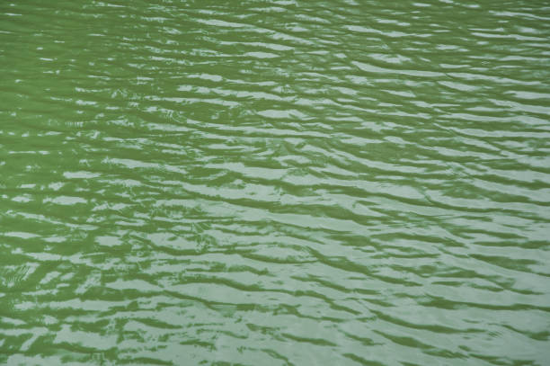 istock Green lake water background 676678810
