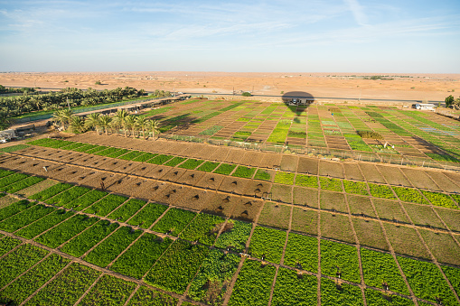 Desert oasis/farm outside Dubai city viewed from hot air balloon. This photograph was taken in early morning with full frame camera and Zeiss wide-angle lens.