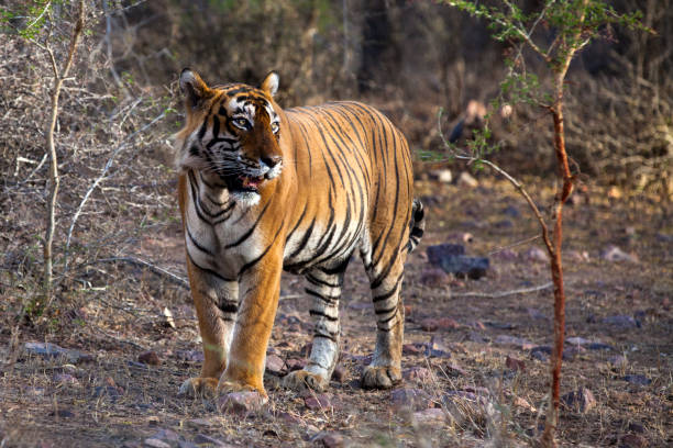 istock Bengal Tiger, Rajasthan, India 676705632